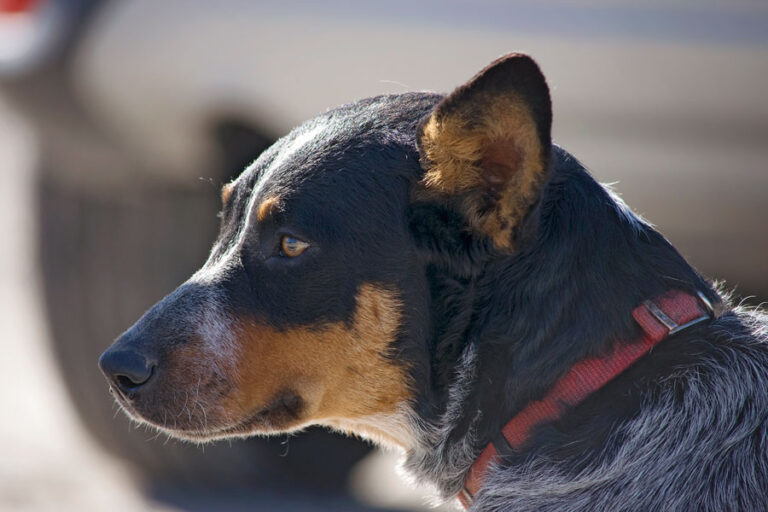 Company Dog