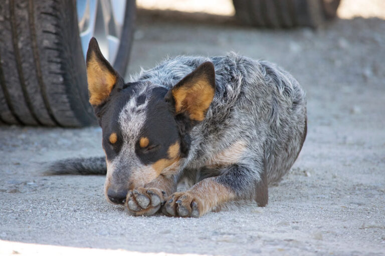 Company Dog Sleeping